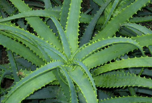 Kalanchoë behandelt mannelijke kwalen