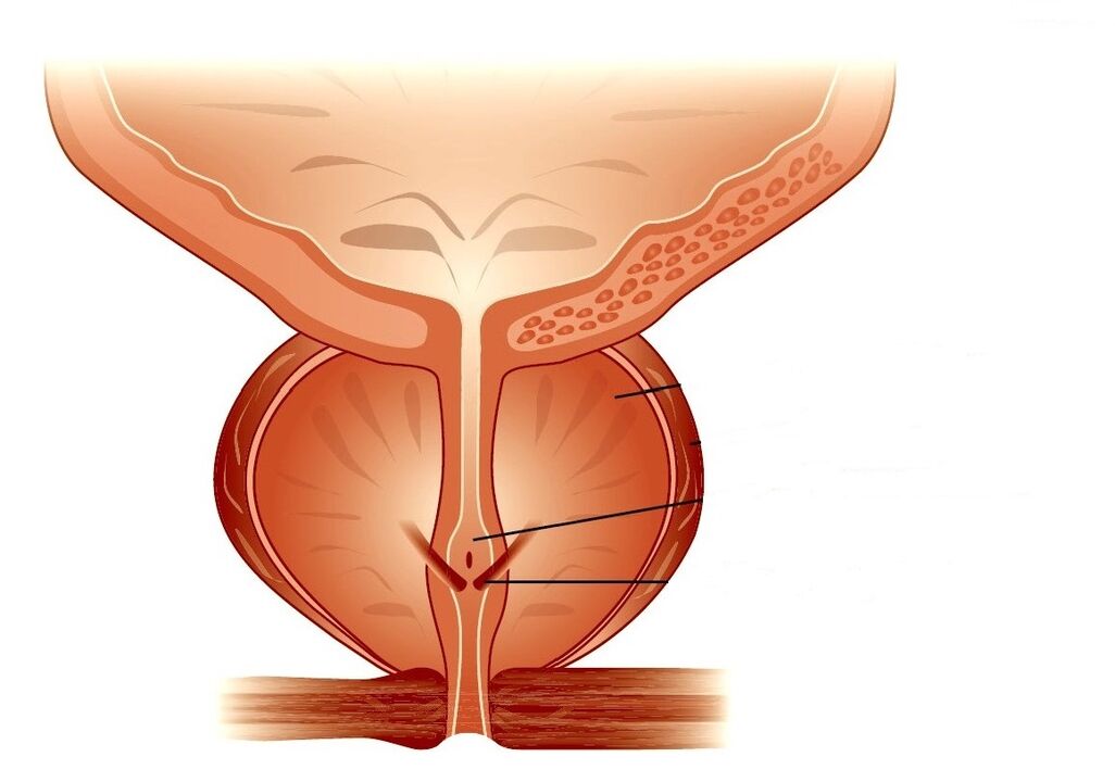 structuur van de prostaat en chronische prostatitis